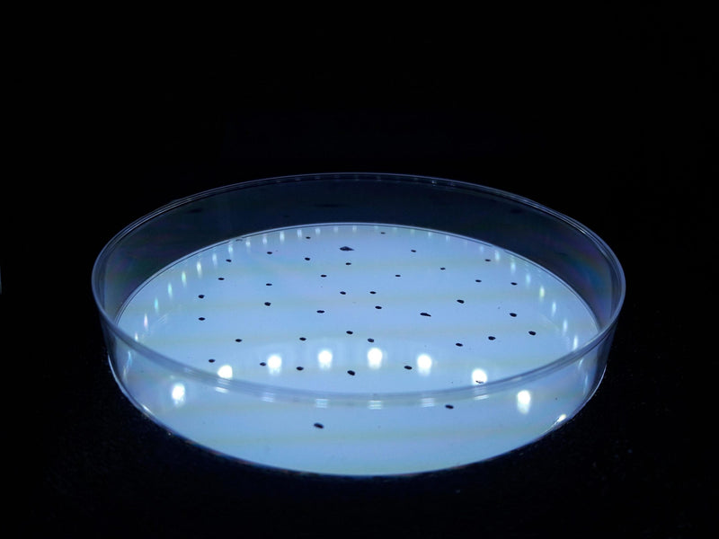 IncuCount Colony Counter RS-IC-200 Test Plate Inside Lighting